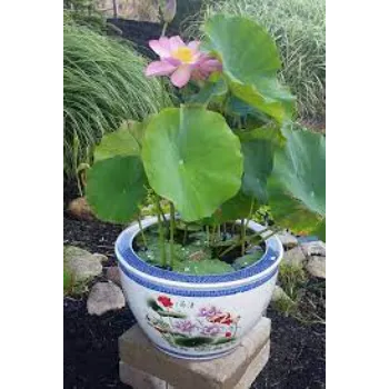 7a-lotus plant-8971538-52162.webp